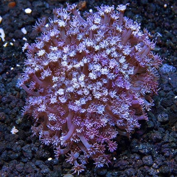 Flower Pot Coral, Blue/Purple